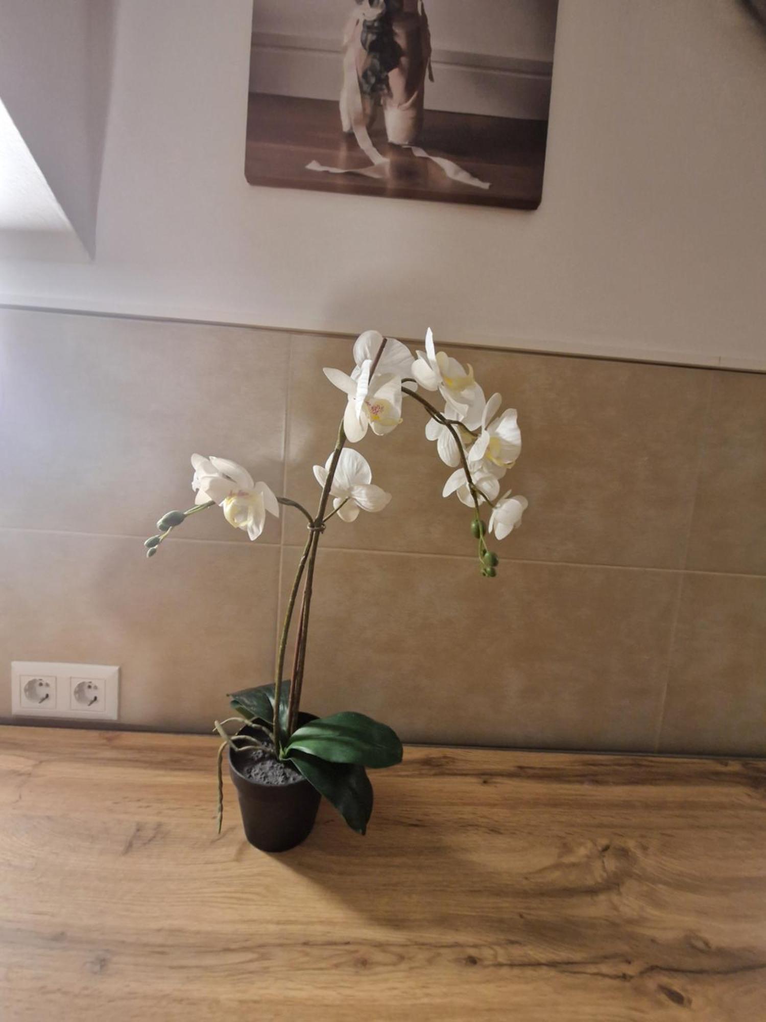 Gent Apt Wenen Buitenkant foto